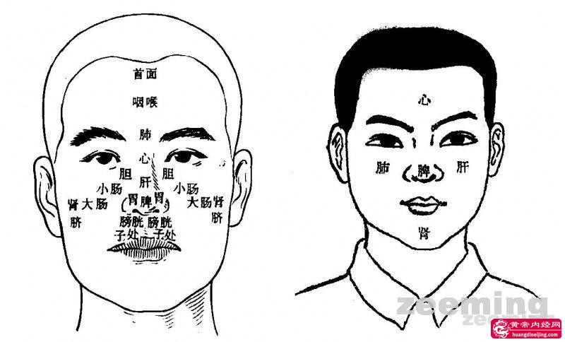 面部分侯脏腑示意图图片